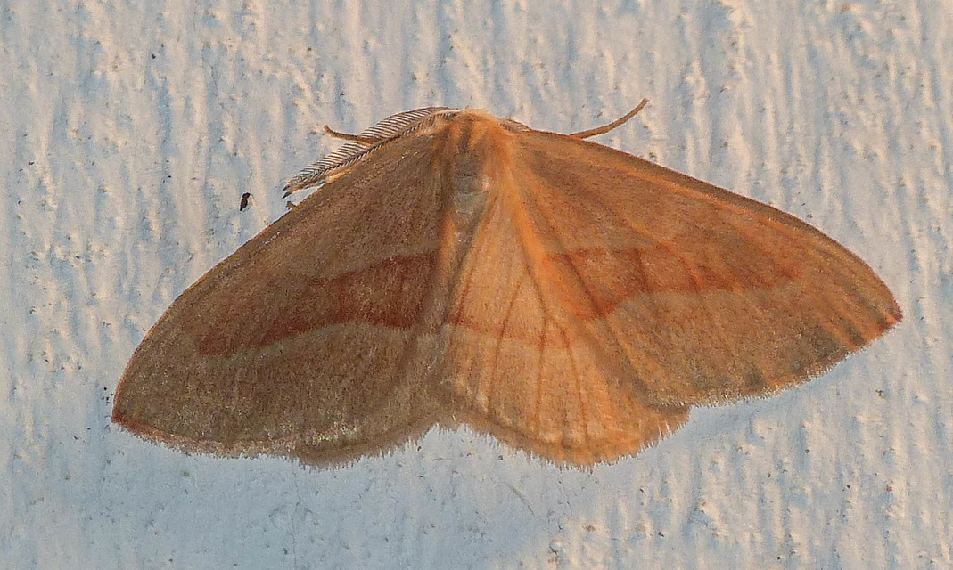 Hylaea fasciaria - erdeifenyő-sávosaraszoló