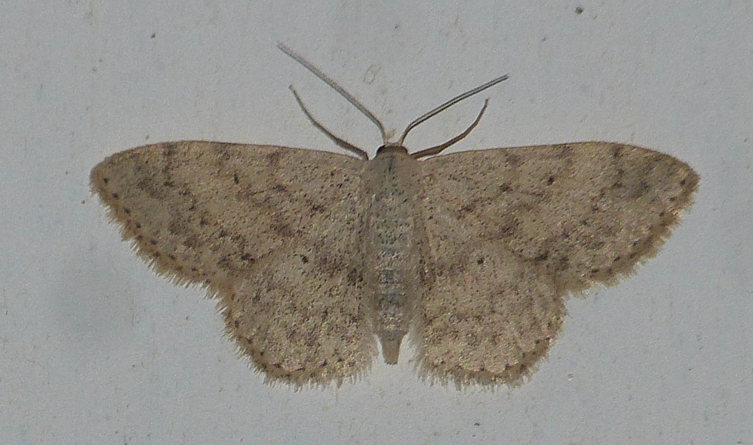 Scopula marginepunctata - pettyes sávosaraszoló