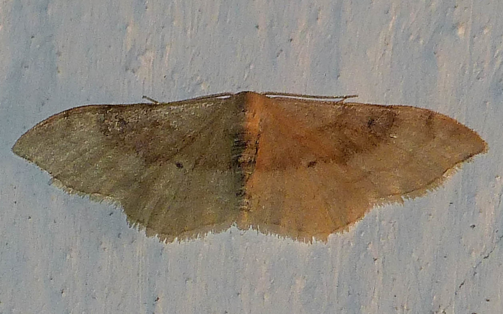 Idaea degeneraria - barnasávos araszoló