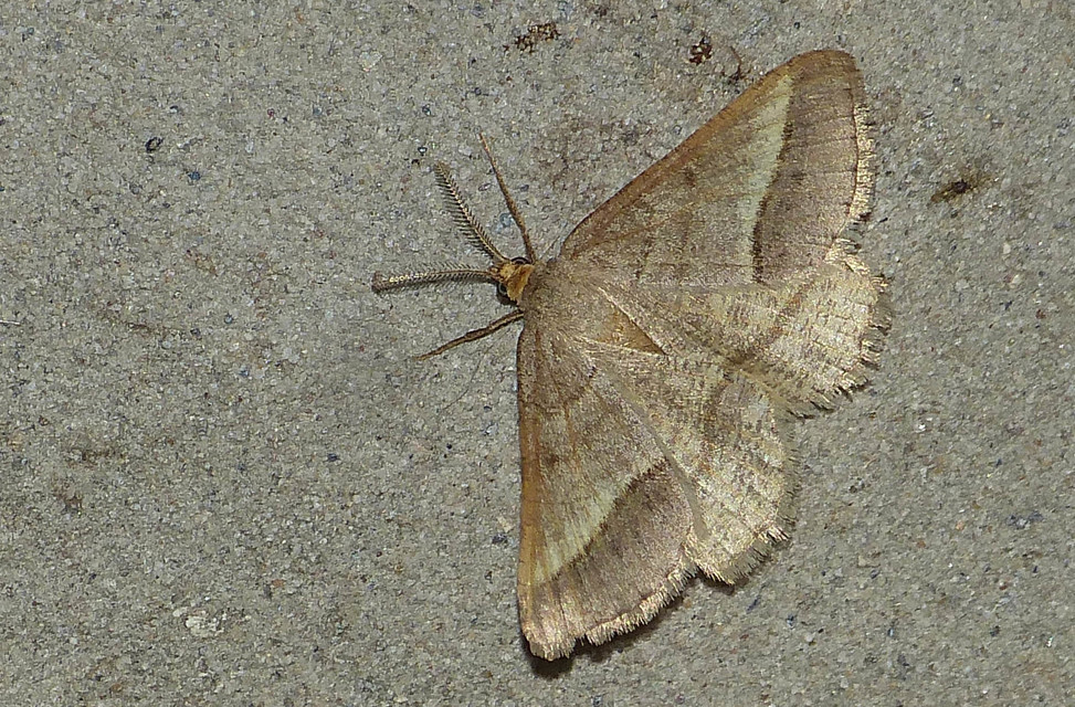 Tephrina arenacearia - lucerna-araszoló
