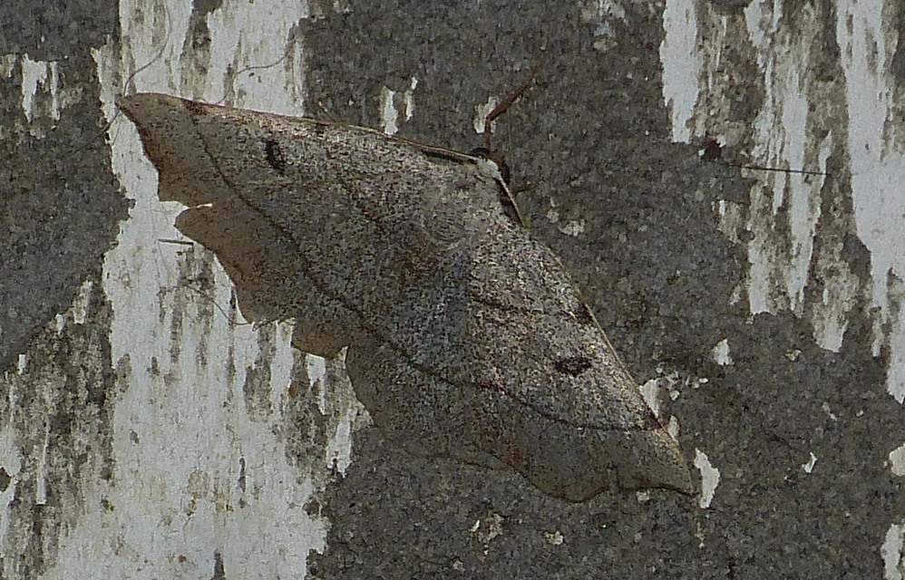 Eilicrinia trinotata - háromjegyű araszoló