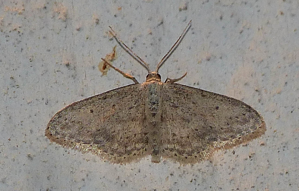 Idaea seriata - szürke apróaraszoló