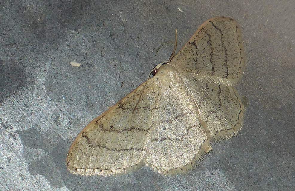Idaea deversaria - egyszínű sávosaraszoló