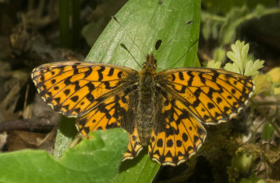 Boloria dia - kis gyöngyházlepke