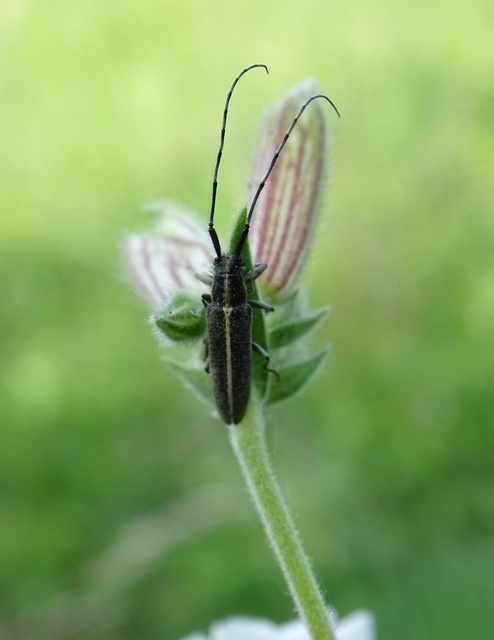 Agapanthia cardui - sávos bogáncscincér
