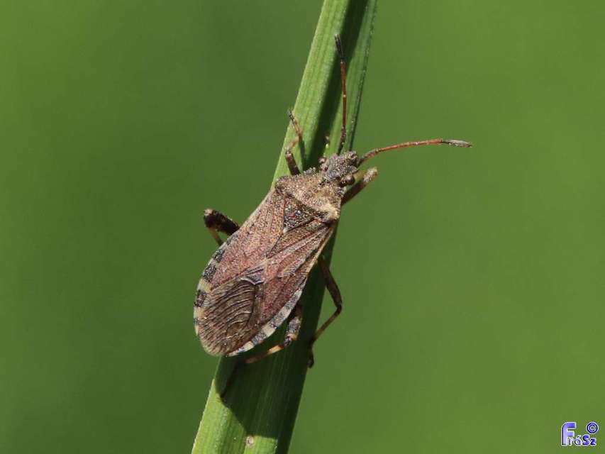 Ceraleptus gracilicornis - tüskéslábú karimáspoloska