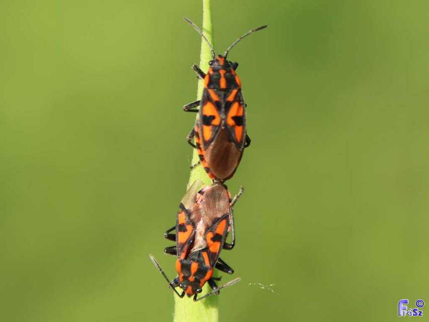Spilostethus saxatilis - virágbodobács