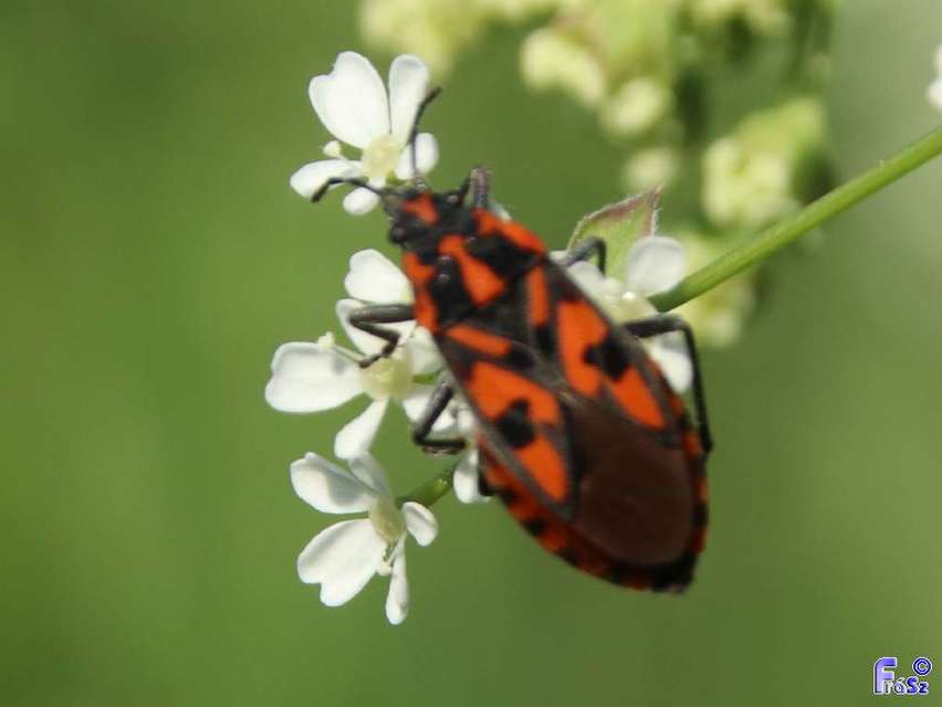 Spilostethus saxatilis - virágbodobács