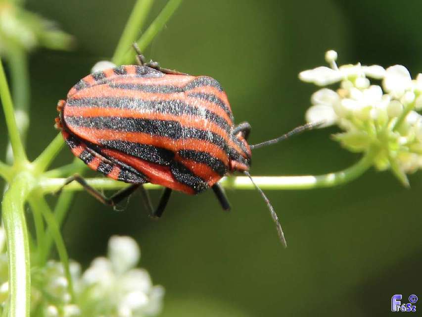 Graphosoma italicum - csíkos pajzsospoloska