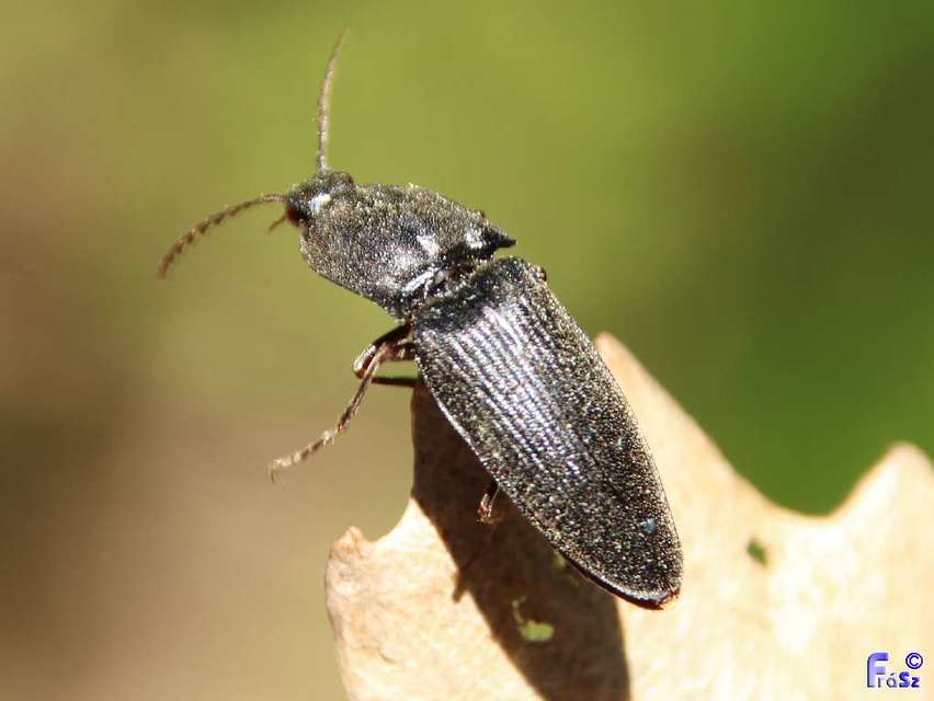 Neopristilophus insitivus - lapos pattanó