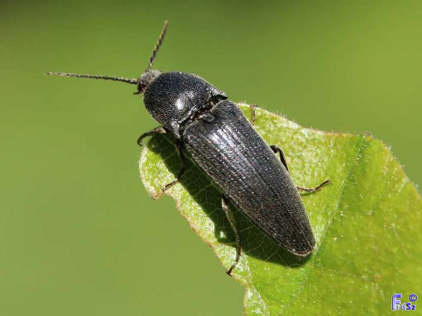 Melanotus