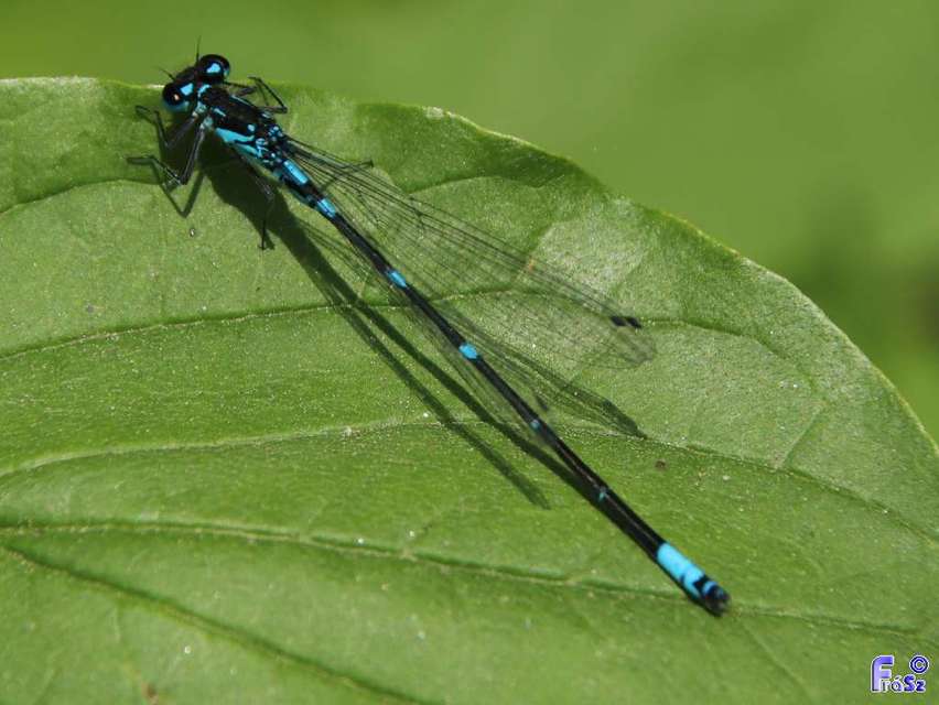 Coenagrion pulchellum - karcsú légivadász