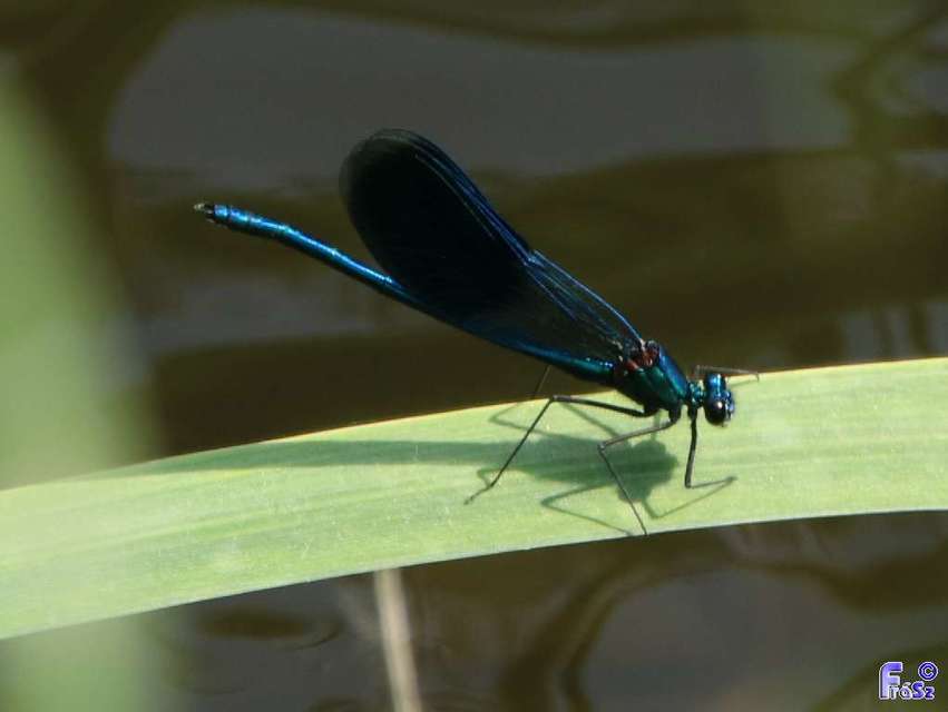 Calopteryx splendens - sávos szitakötő