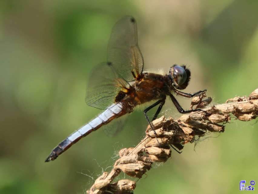 Libellula fulva - kisfoltos laposacsa