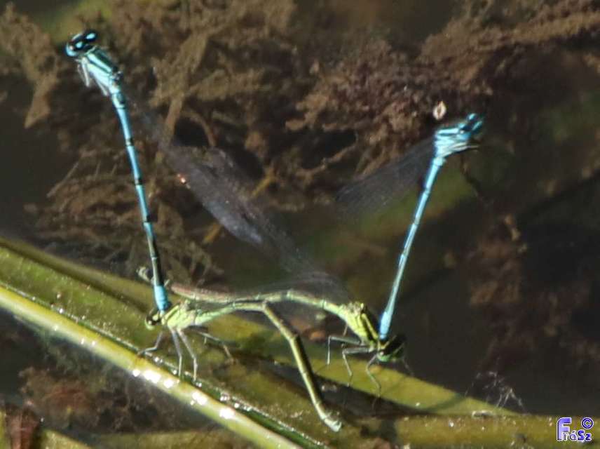 Coenagrion puella - azúrkék légivadász