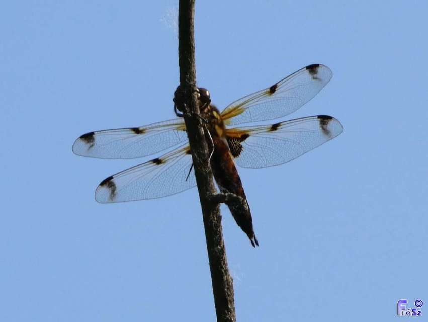 Libellula quadrimaculata - négyfoltos laposacsa