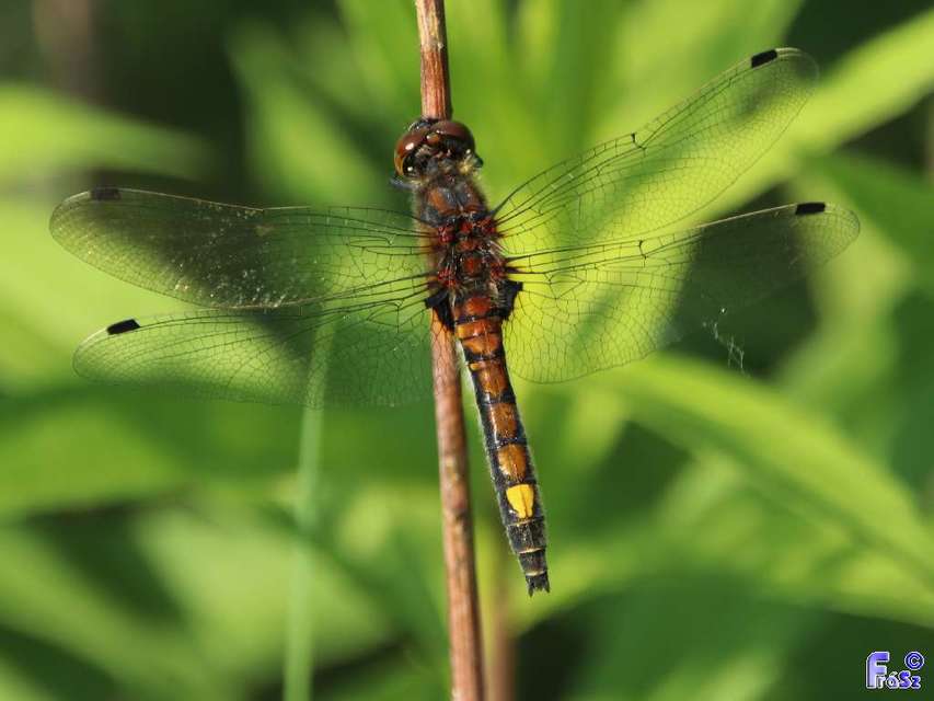 Leucorrhinia pectoralis - lápi álarcos-szitakötő
