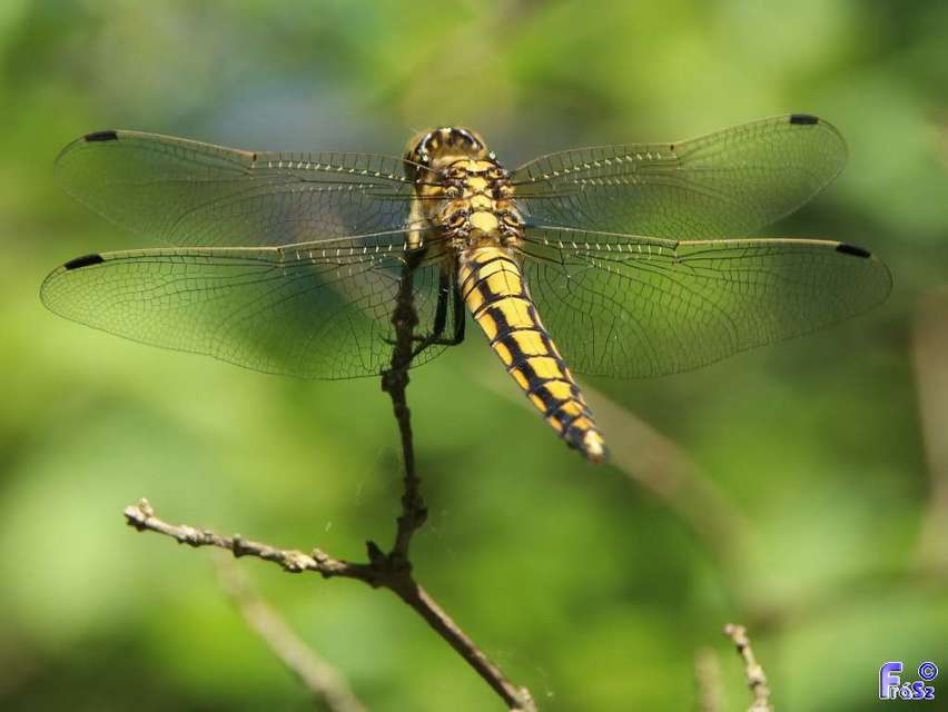 Orthetrum cancellatum - feketefarkú pásztorszitakötő