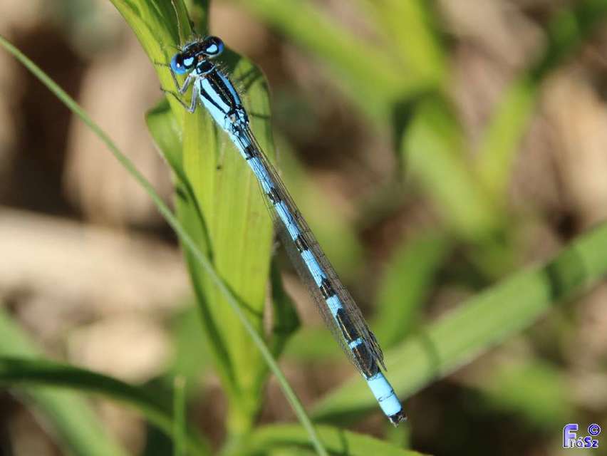 Enallagma cyathigerum - kéksávos légivadász