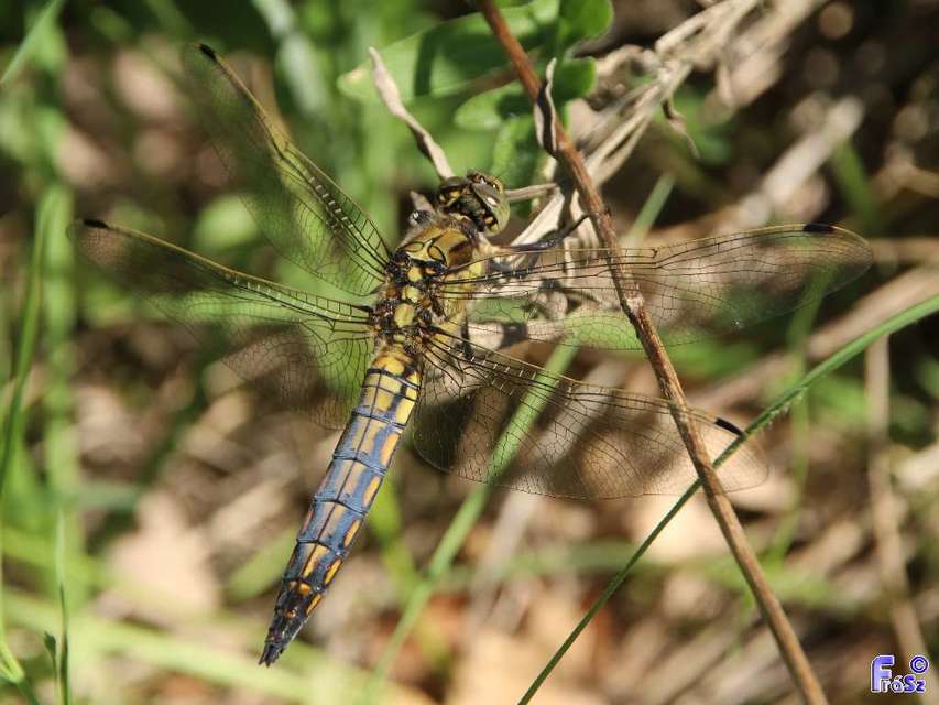 Orthetrum cancellatum - feketefarkú pásztorszitakötő