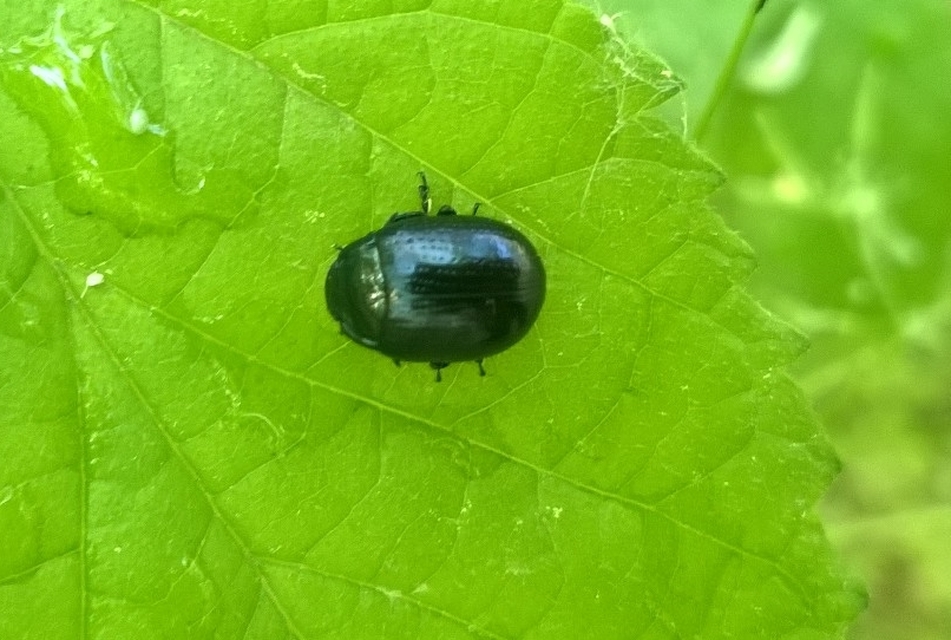 Chrysolina oricalcia - bronzos levélbogár