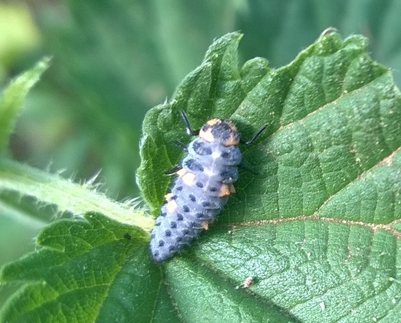 Coccinella septempunctata - hétpettyes katica