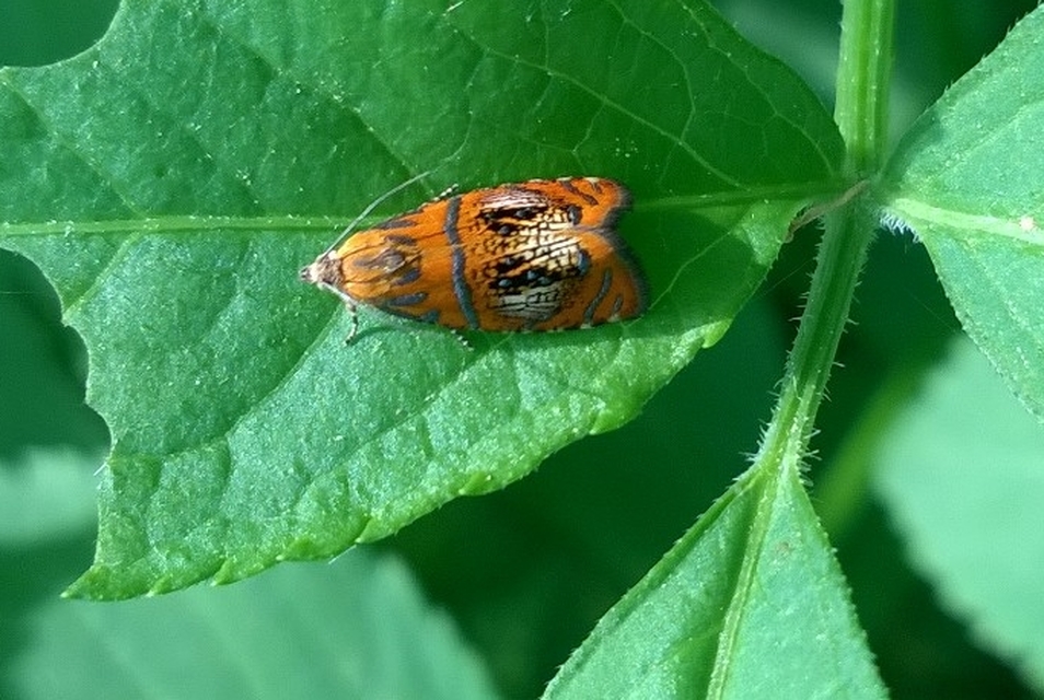 Olethreutes arcuella - avarevő tükrösmoly