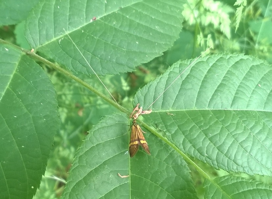 Nemophora degeerella - pompás tőrösmoly