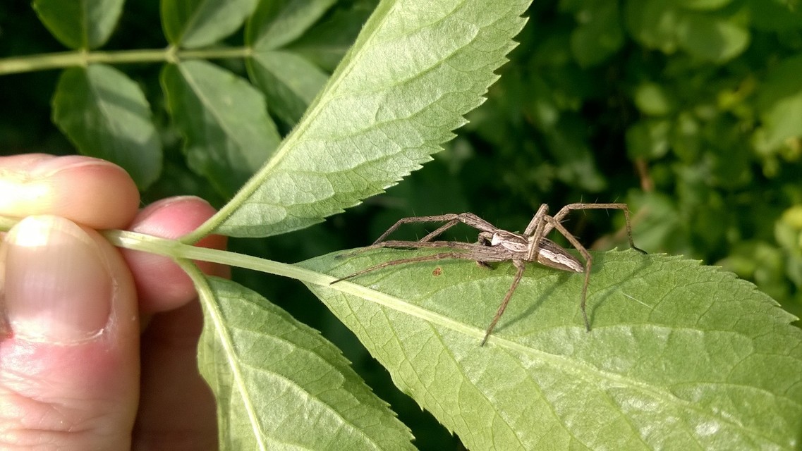 Pisaura mirabilis - csodáspók
