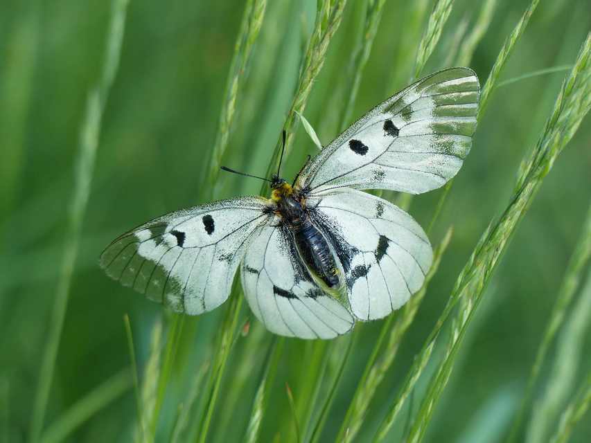 Parnassius mnemosyne - kis apollólepke