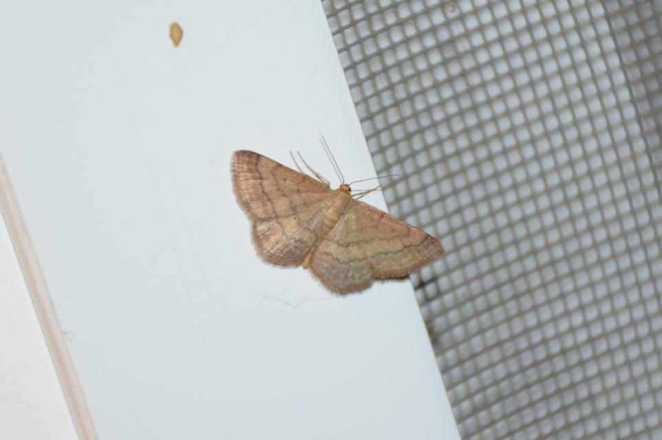 Scopula rubiginata - réti pirosaraszoló