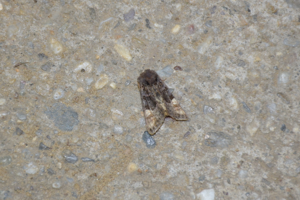 Euplexia lucipara - szeder-csipkésbagoly