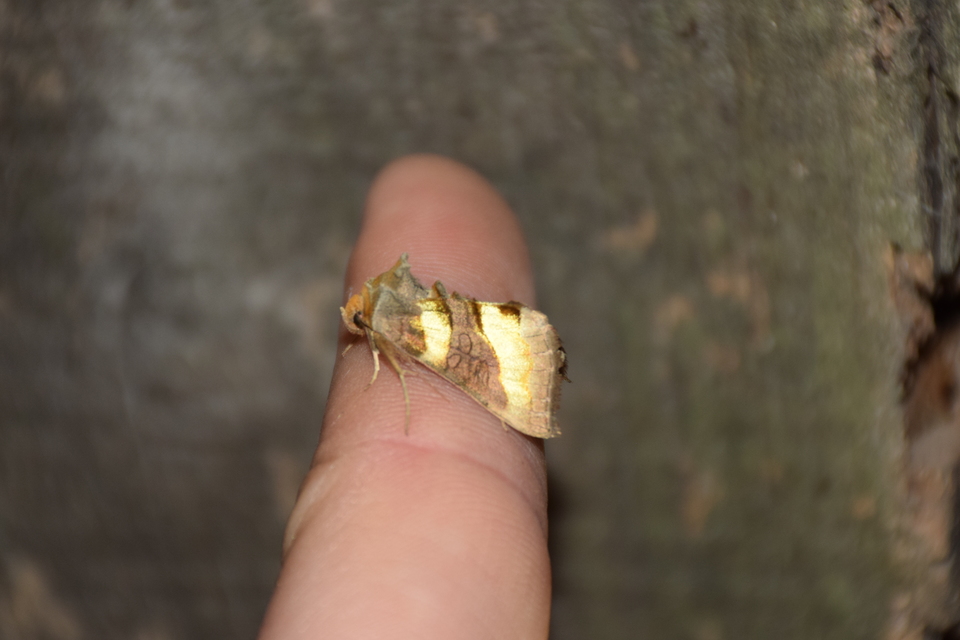 Diachrysia chrysitis - aranybagoly