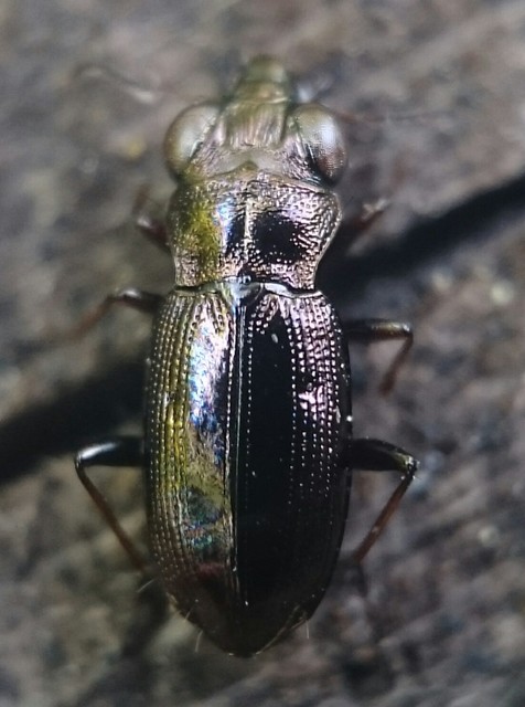 Notiophilus rufipes - vöröslábú szemesfutó
