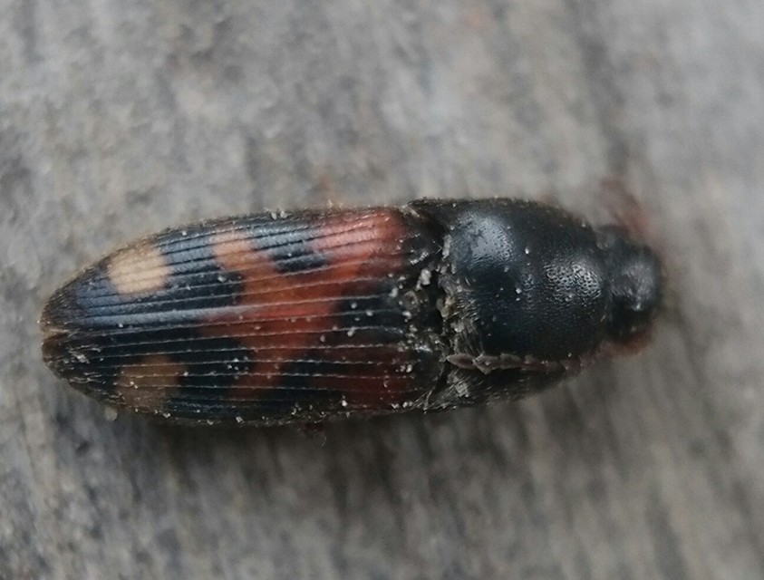 Drasterius bimaculatus - változékony pattanó