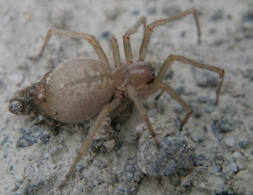 Cheiracanthium