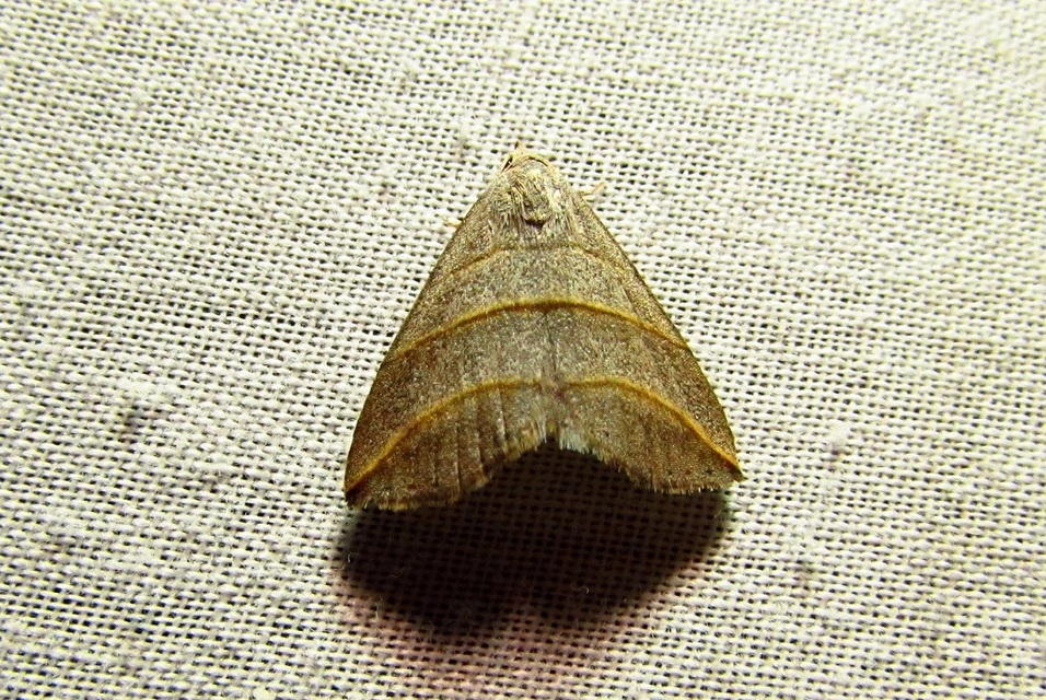 Colobochyla salicalis - háromsávos törpebagoly