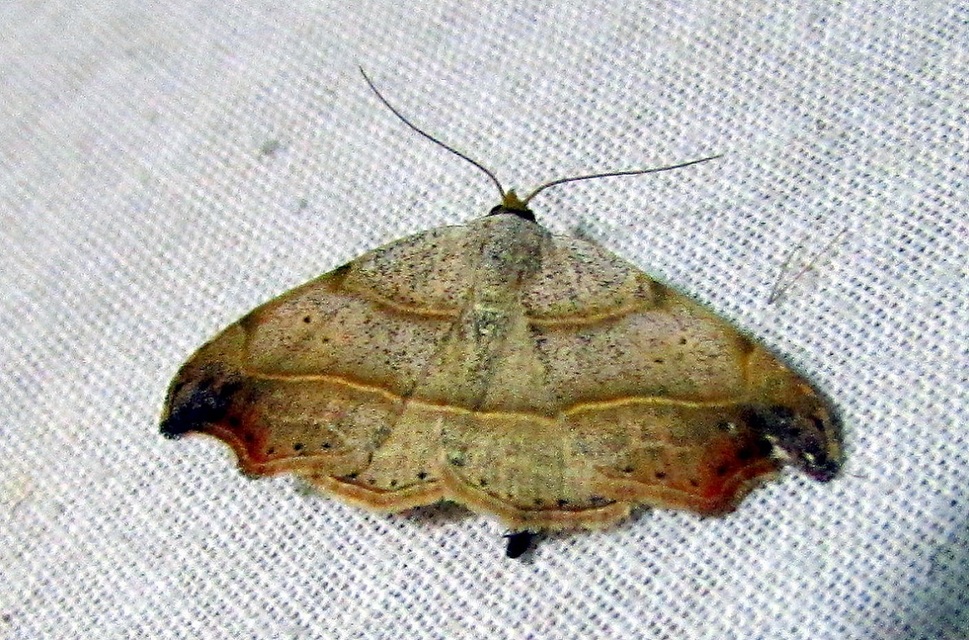 Laspeyria flexula - zuzmóbagoly