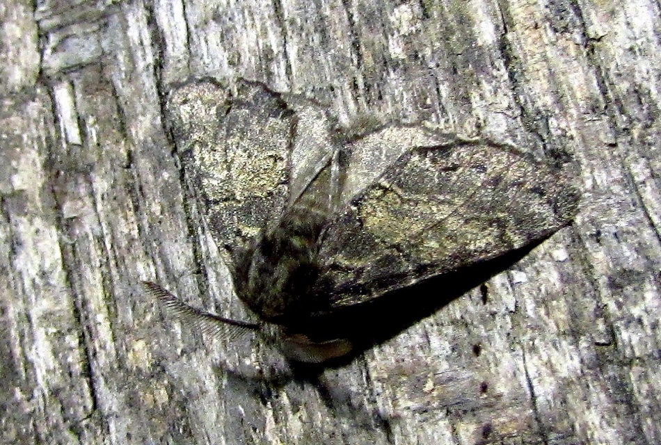 Gluphisia crenata - kormos púposszövő
