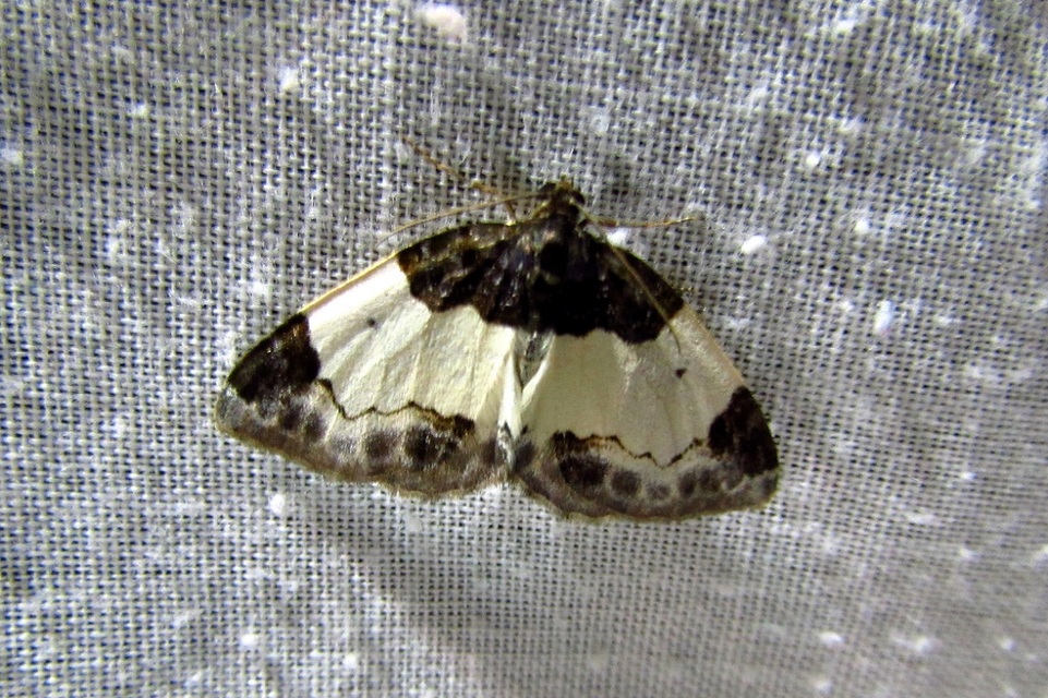 Mesoleuca albicillata - tarka fűzfaaraszoló