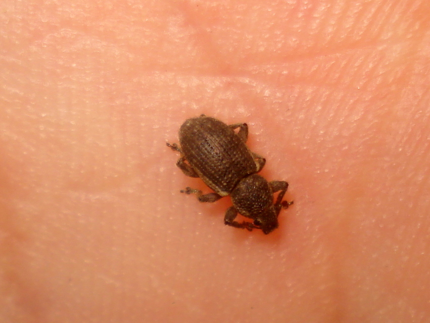 Mesagroicus obscurus - dülledtszemű libatopormányos