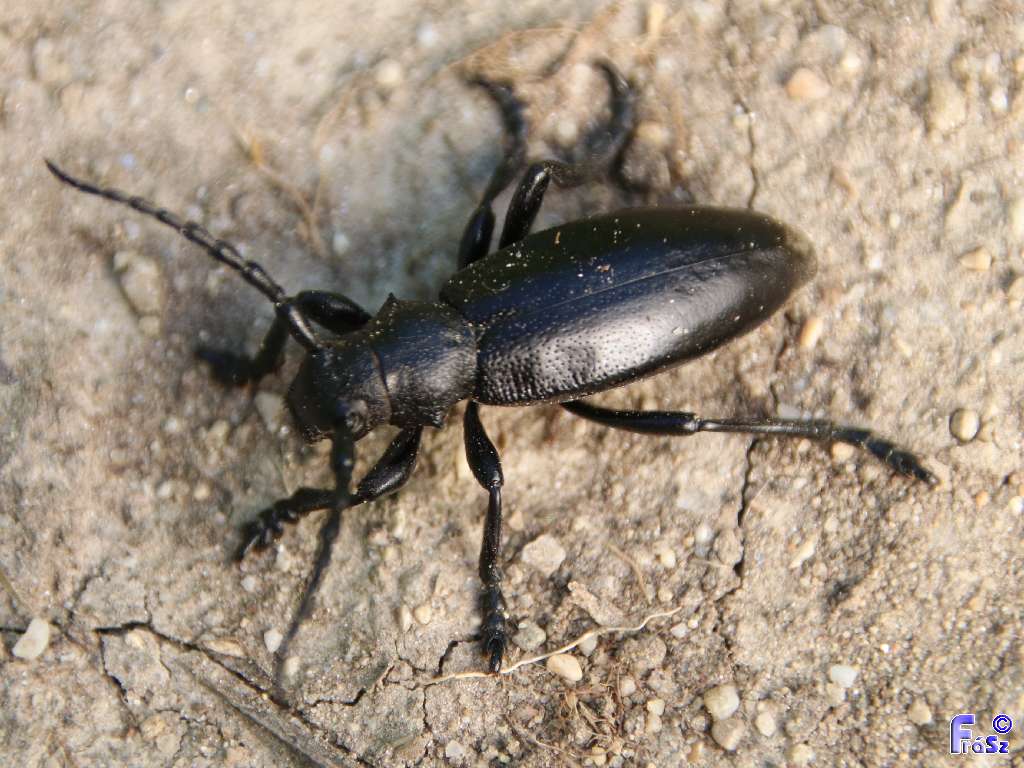 Dorcadion aethiops - fekete gyalogcincér