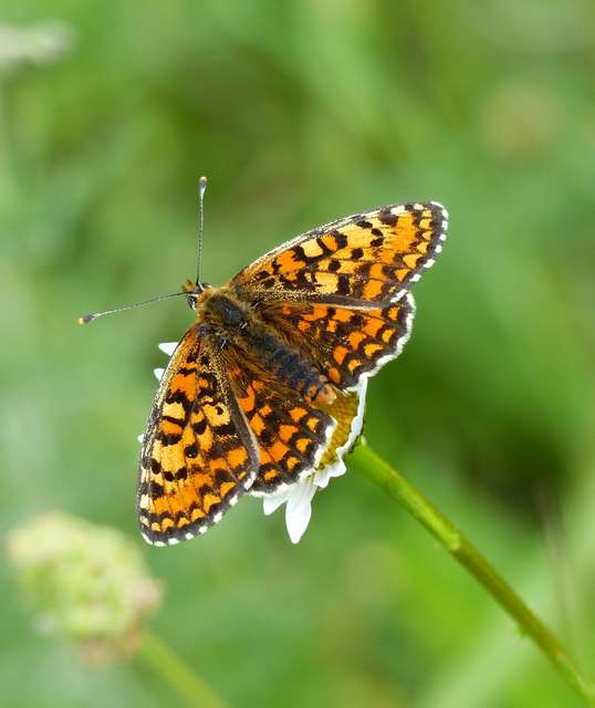 Melitaea trivia - kis tarkalepke