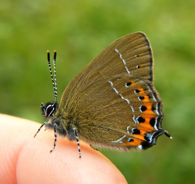 Satyrium pruni - szilvafa-csücsköslepke