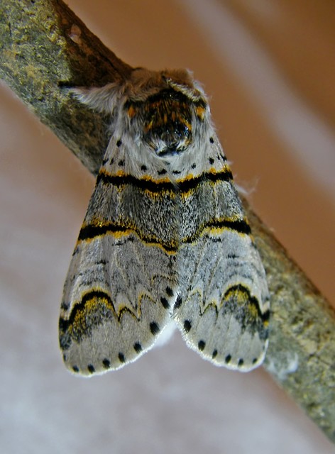 Furcula furcula - szürke púposszövő