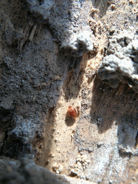 Sericoderus lateralis - selymes pontbogár Sericoderus lateralis - selymes pontbogár