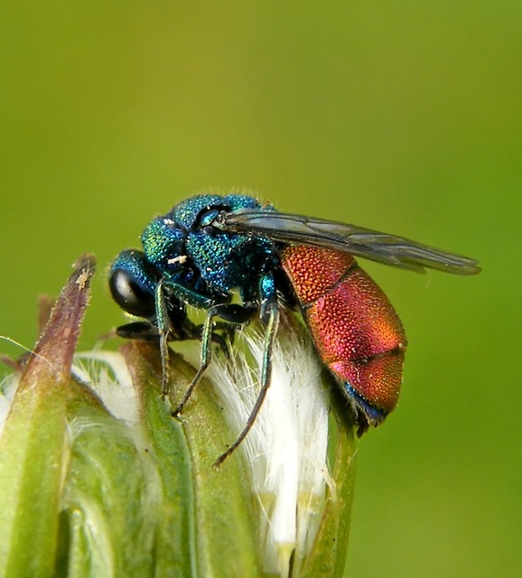 Chrysididae - fémdarazsak