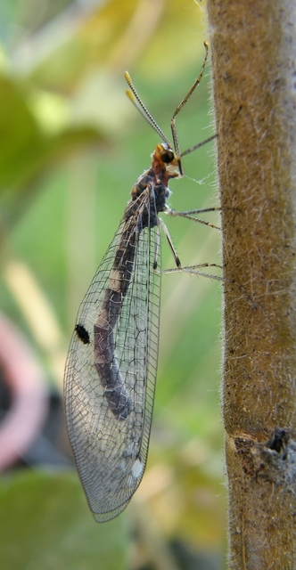 Megistopus flavicornis - kétfoltos hangyaleső Megistopus flavicornis - kétfoltos hangyaleső