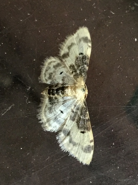 Idaea filicata - sötéttövű apróaraszoló
