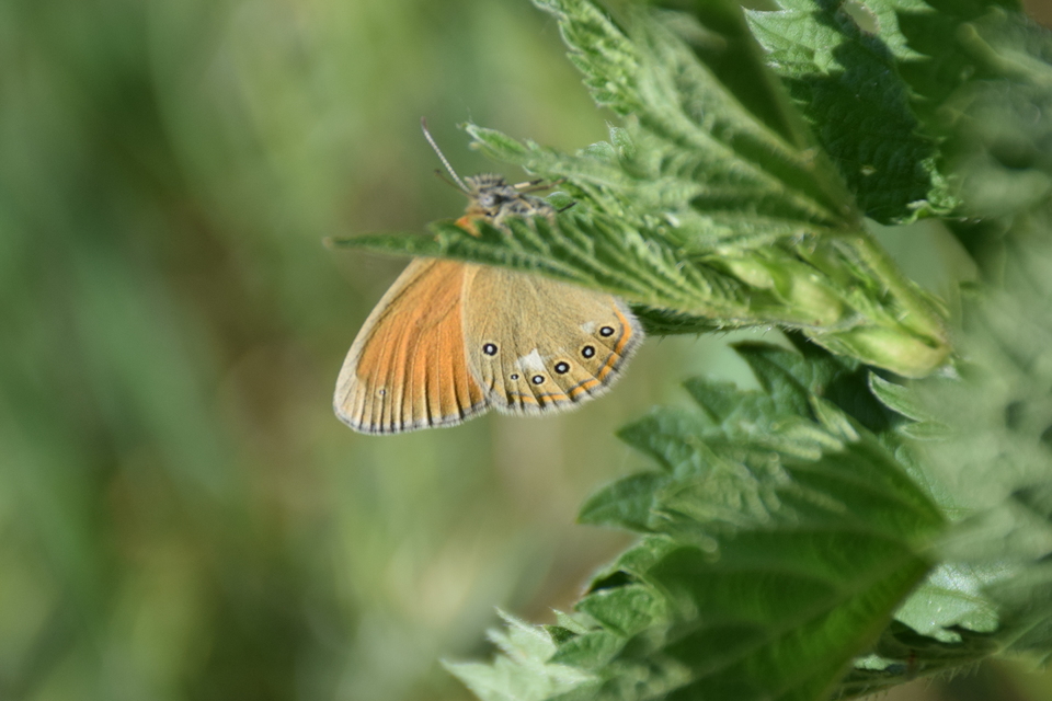 Coenonympha glycerion - közönséges szénalepke